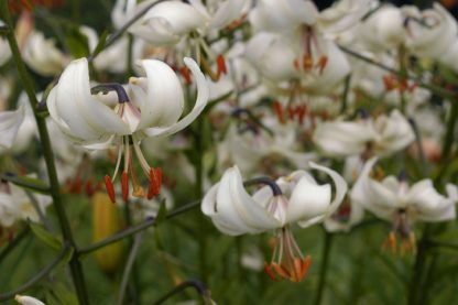 Silver Chimes