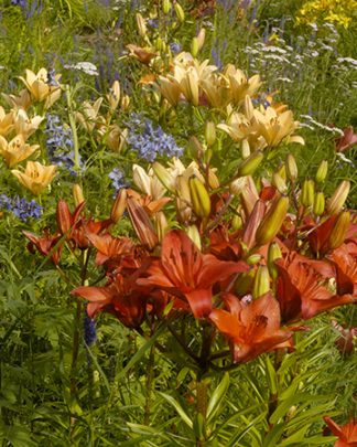 Asiatic Lilies