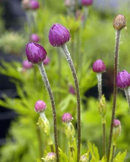 Anemone multifida