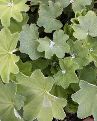 Alchemilla sericata