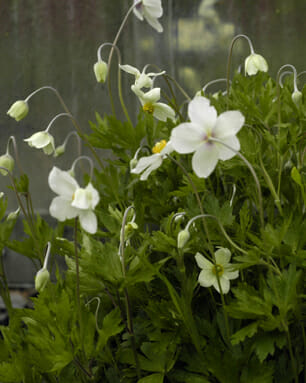 Anemone sylvestris "Madonna"