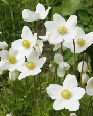 Anemone sylvestris 