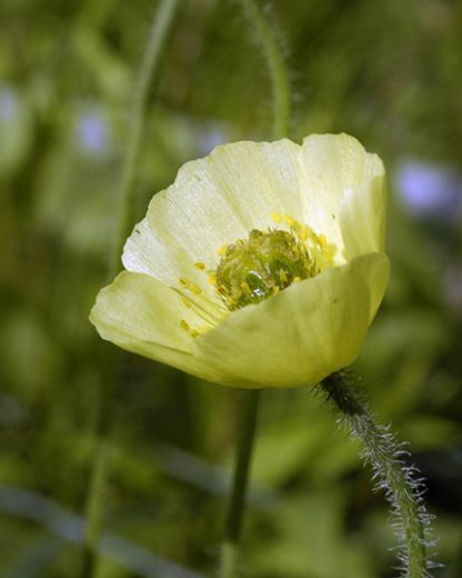 Papaver alaskanum