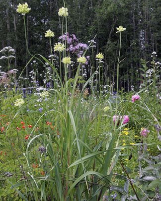 Allium obliquum