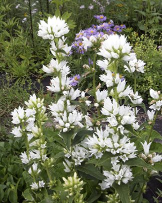 Campanula glomerata alba