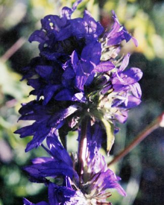 Campanula glomerata  
