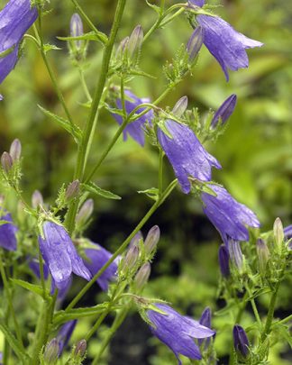 Campanula rotundifolia