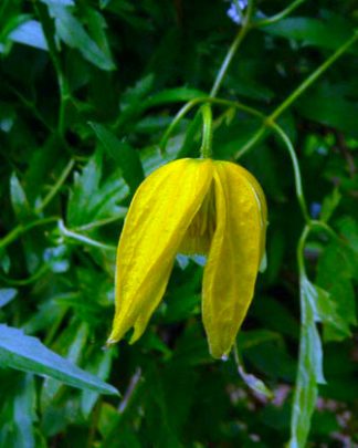 Clematis tangutica
