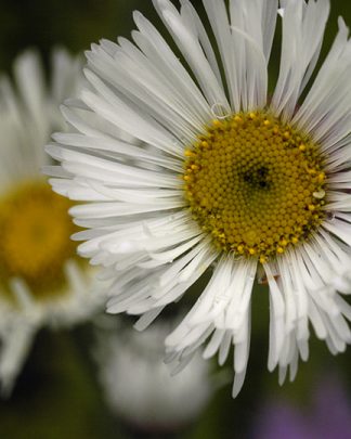 Erigeron glabellus