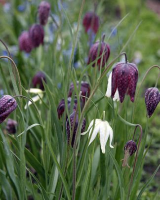 Fritillaria meleagris