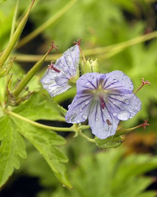 Geranium erianthum