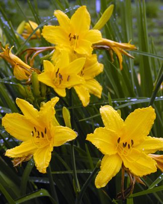 Hemerocalis "Stella de Oro" 