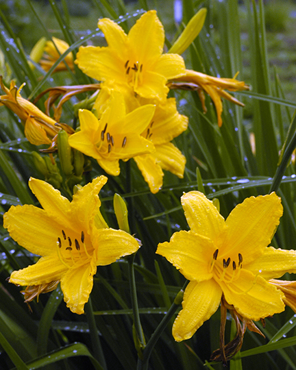 Hemerocalis "Stella de Oro"