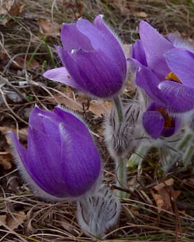 Pulsatilla grandis