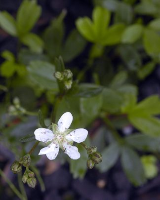 Potentilla tridentata