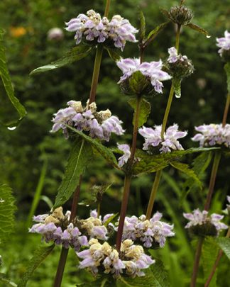 Phlomis tuberosa 