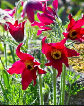 Pulsatilla vulgaris