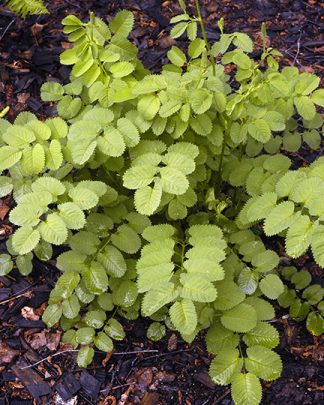 Sanguisorba canadensis 