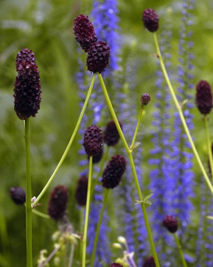 Sanguisorba officinalis