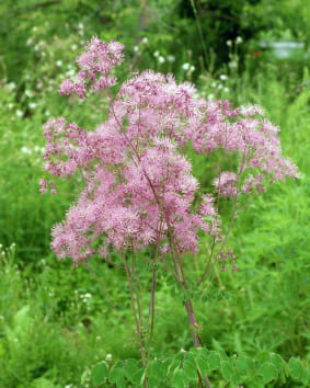 Thalictrum aquilegifolium  