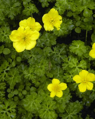 Trollius pumillus