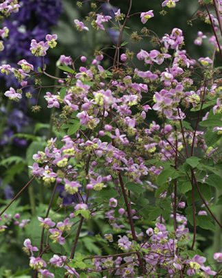 Thalictrum rochebrunianum 