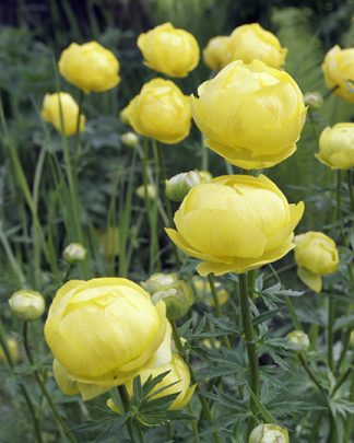 Trollius europaeus