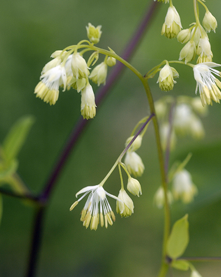 Thalictrum dasycarpum