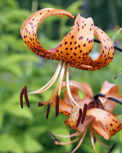 lancifolium