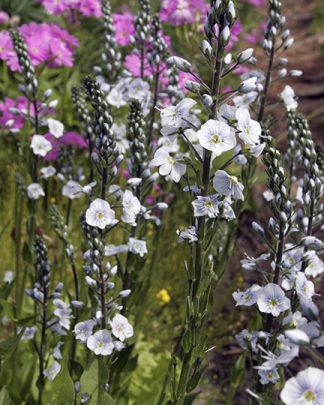 Veronica gentianoides