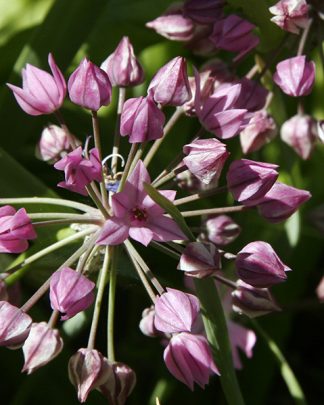Allium oreophilum