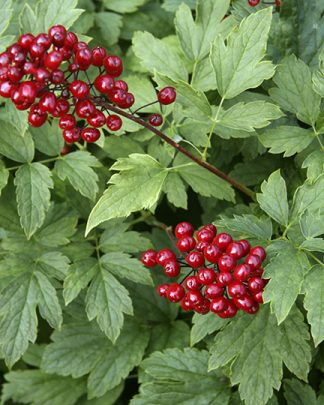 Actea rubra 