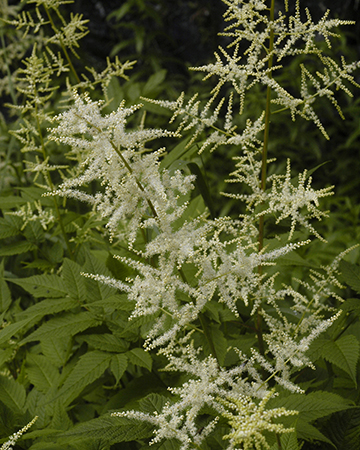 Aruncus dioicus