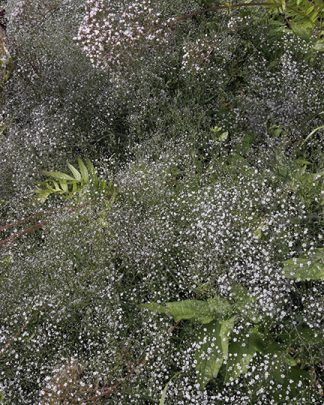 Gypsophila paniculata 