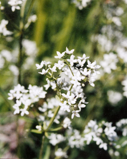 Galium boreale