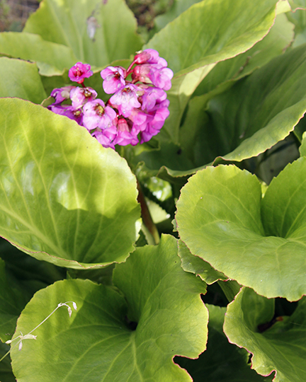 Bergenia cordifolia