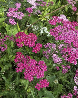 Achillea millefolium           "Cerise Queen"