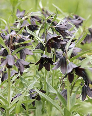 Fritillaria camschatcensis 