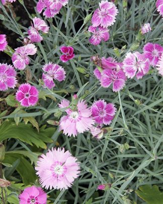 Dianthus gratianopolitanus 