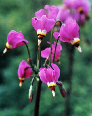 Dodecatheon media "Goliath" 
