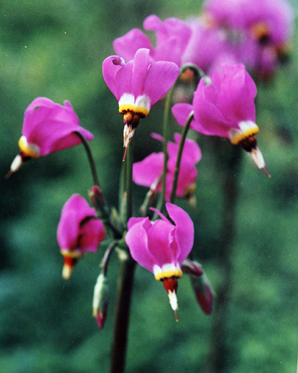 Dodecatheon media "Goliath"