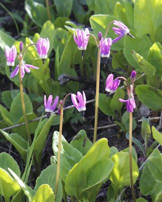 Dodecatheon frigidum