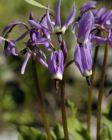 Dodecatheon frigidum - Image 3