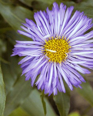 Erigeron speciosus "Azure Blue"