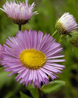 Erigeron speciosus "Pink Jewel" 
