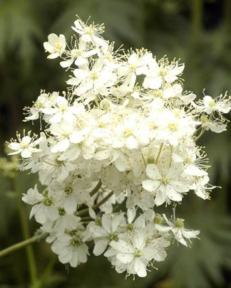 Filipendula ulmaria  