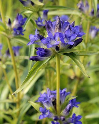 Gentiana dahurica
