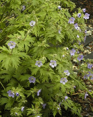 Geranium erianthum