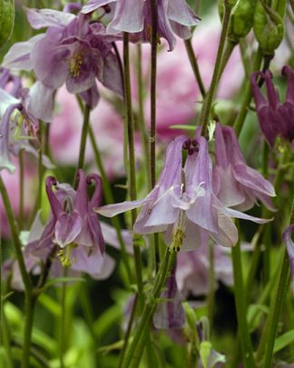 Aquilegia caerulea "Biedermeier"