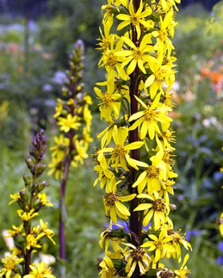 Ligularia siberica